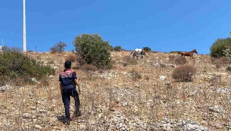Kuşadası Milli Parkı’nda jandarmadan yaban hayatı denetimi