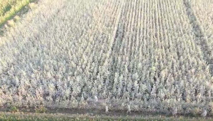 Jandarma 37 kök keneviri topraktan söktü